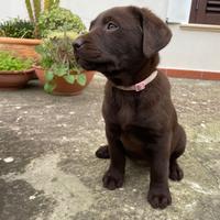 Cucciola femmina di Labrador chocolate