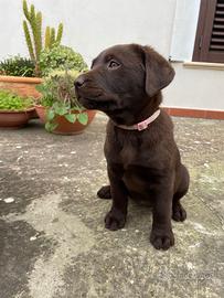 Cucciola femmina di Labrador chocolate