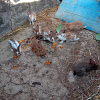 3 Conigli per allevamento