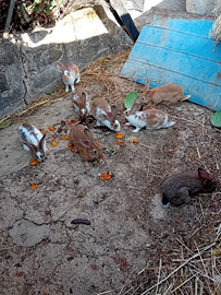 3 Conigli per allevamento