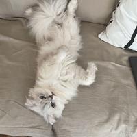 Gatto Scottish Highland per Accoppiamento