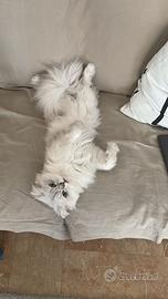 Gatto Scottish Highland per Accoppiamento