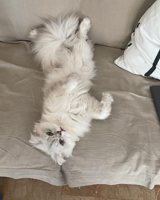 Gatto Scottish Highland per Accoppiamento
