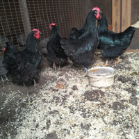 Galline australorp
