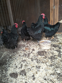 Galline australorp
