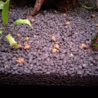 Lumache per acquari e laghetti