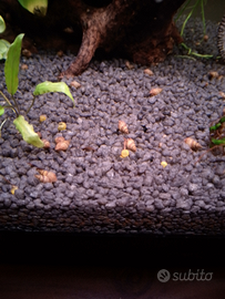 Lumache per acquari e laghetti