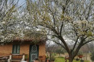 Terreno agricolo con casolare a Rende Isolette