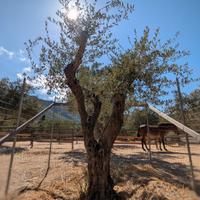 Olivi secolari in zolla