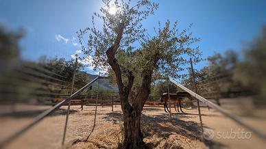 Olivi secolari in zolla