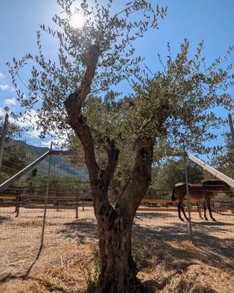 Olivi secolari in zolla