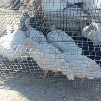 Tacchini ermellinati di Rovigo grandi e piccoli