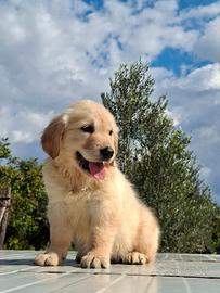 Golden retriver
