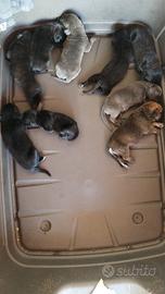 Cuccioli di cane corso