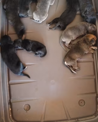Cuccioli di cane corso