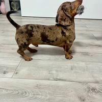 Stallone kaninchen arlecchino merle