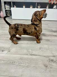 Stallone kaninchen arlecchino merle