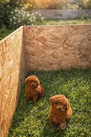 Barboncino mini toy / tea cup