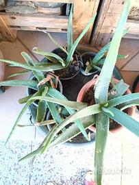 piantine di Aloe