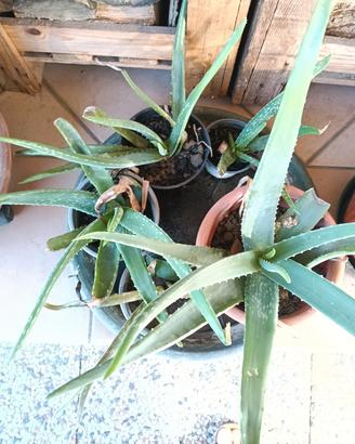 piantine di Aloe