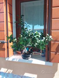 Bonsai 