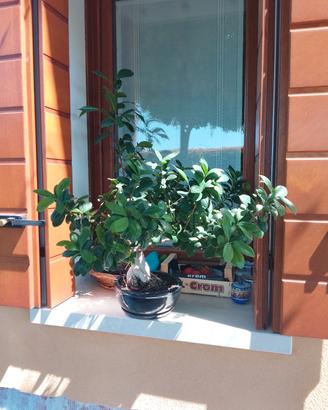 Bonsai 