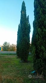 Cipressi