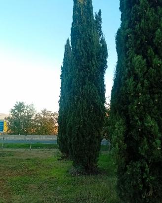Cipressi