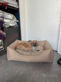 Cucciolo chihuahua pelo lungo mini