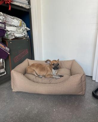 Cucciolo chihuahua pelo lungo mini