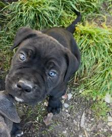 Cane corso cuccioli