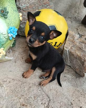 Cuccioli incrocio chihuahua