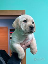 Labrador retriver cuccioli