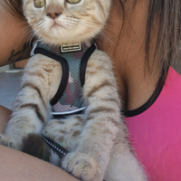 Scottish fold