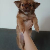 Cucciola chihuahua