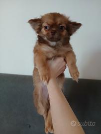 Cucciola chihuahua