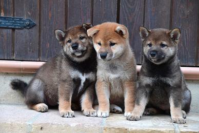 Shiba inu