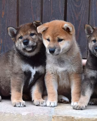 Shiba inu