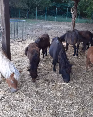 Animali vari
