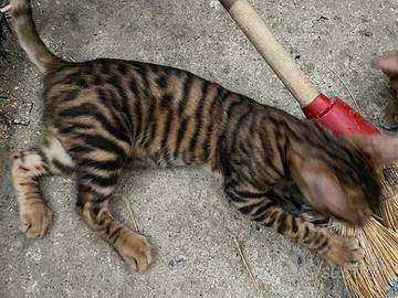 Toyger, razza pura, circa 6 mesi