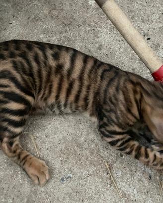 Toyger, razza pura, circa 6 mesi
