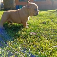 Bulldog francese