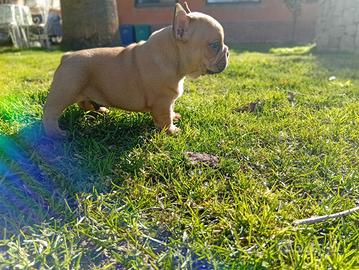 Bulldog francese