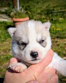Cuccioli di Siberian Husky