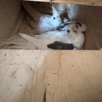 Pappagalli calopsiti