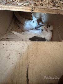 Pappagalli calopsiti