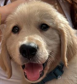 Golden Retriever cucciolette