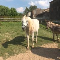 Cavallo Purosangue Arabo