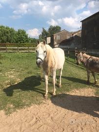 Cavallo Purosangue Arabo
