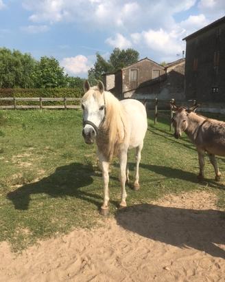 Cavallo Purosangue Arabo